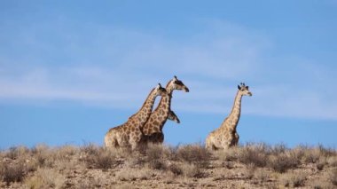 Zürafalar (Giraffa camelopardalis) doğal yaşam alanı, Kalahari Çölü, Güney Afrika