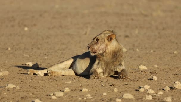 南非卡拉哈里沙漠 一只警觉性很强的非洲小公狮 豹狮子 生活在自然栖息地 — 图库视频影像