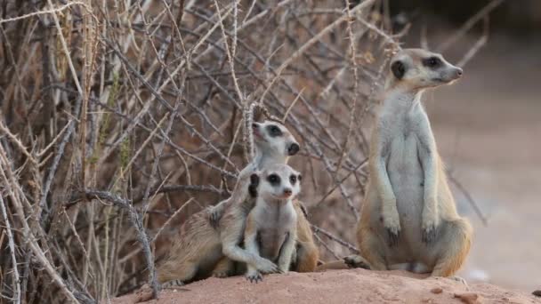 南アフリカのカラハリ砂漠の自然の生息地にあるアラート ミーカット — ストック動画