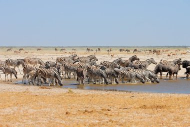 Ovaların zebra sürüleri, antiloplar ve bir su birikintisinde yaylar, Etosha Ulusal Parkı, Namibya