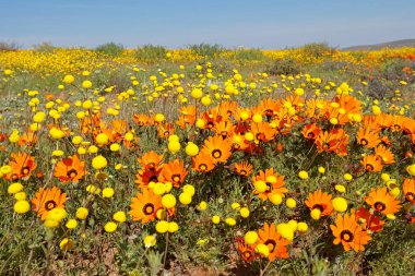 Renkli bahar çiçekleri, Namaqualand, Kuzey Burnu, Güney Afrika