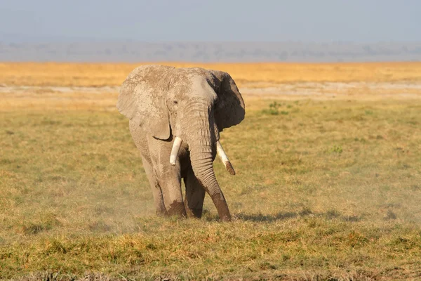 African Bull Elephant Loxodonta Africana Natural Habitat Amboseli National Park — Stock Photo, Image