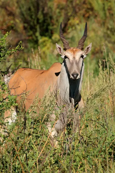 Female Eland Antelope Tragelaphus Oryx Natural Habitat South Africa — Stock Photo, Image