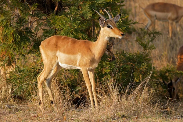 Een Jonge Impala Antilopen Aepyceros Melampus Natuurlijke Habitat Kruger National — Stockfoto