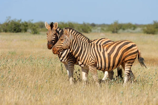 Plains Zebras Equus Burchelli Natural Habitat Etosha National Park Namibia — Stock Photo, Image