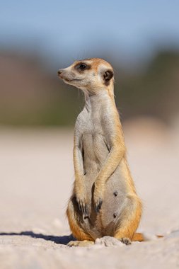 Bir uyarı mirketi (Suricata suricatta) dik duruyor, Kalahari Çölü, Güney Afrika