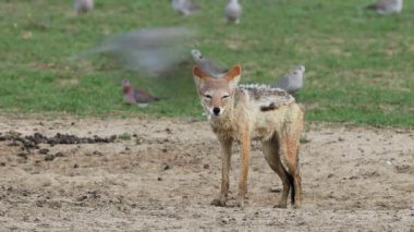 Siyah sırtlı çakallar (Canis mesomelas) Cape kaplumbağa güvercinleri, Kalahari çölü, Güney Afrika