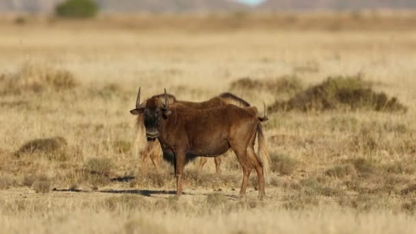 南アフリカ マウンテンゼブラ国立公園で放牧するブラックヌーベスト — ストック動画