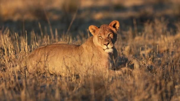 南非卡拉哈里沙漠 大清早的黎明时分 一只警觉的母狮 豹狮子座 — 图库视频影像