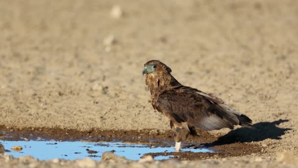 Young Bateleur Eagle Terathopius Ecaudatus Waterhole Kalahari Desert South Africa — Stock Video