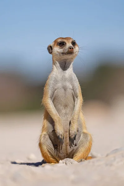 Alert Meerkat Suricata Suricatta Sitting Upright Kalahari Desert South Africa — Stock Photo, Image
