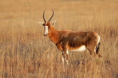 Bir bereketli antilop (Damaliscus pygargus) otlakta, Zebra Dağı Ulusal Parkı, Güney Afrika