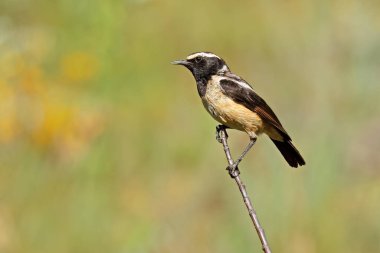 Güney Afrika 'da bir dalın üzerine tünemiş, kaslı bir erkek sohbeti (Campicoloides bifasciata)