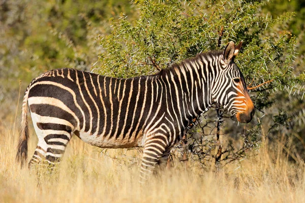 Зебра Мисі Equus Zebra Природному Середовищі Національний Парк Маунтін Зебра Стокове Фото