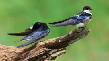 Beyaz boğazlı kırlangıçlar (Hirundo albigularis) Güney Afrika 'da bir dala tünemişlerdir.