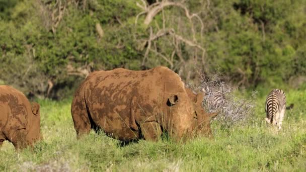 白犀牛 Ceratotherium Simum 和平原斑马在自然栖息地觅食 — 图库视频影像
