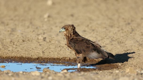 Young Bateleur Eagle Terathopius Ecaudatus Waterhole Kalahari Desert South Africa — Stock Video