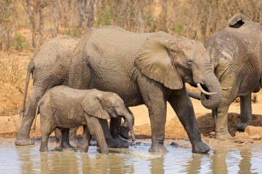 Afrika fili (Loxodonta africana), Güney Afrika 'da Kruger Ulusal Parkı' nda bir su birikintisinde buzağıyla inektir.