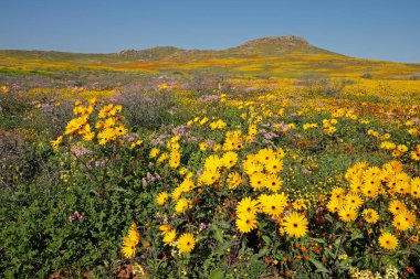Renkli bahar çiçekleri, Namaqualand, Kuzey Burnu, Güney Afrika