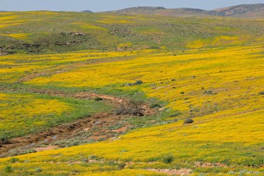 Renkli bahar çiçekleri, Namaqualand, Kuzey Burnu, Güney Afrika