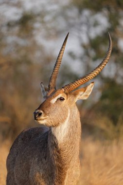 portre, bir erkek waterbuck (kobus ellipsiprymnus), kruger national park, Güney Afrika