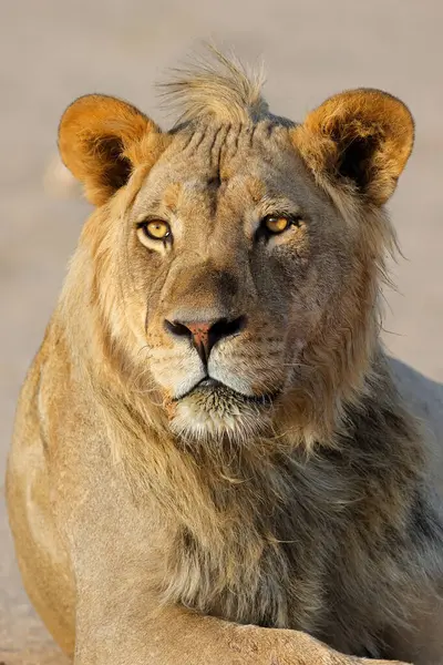 Portrait Young Male African Lion Panthera Leo Kalahari Desert South — Stock Photo, Image