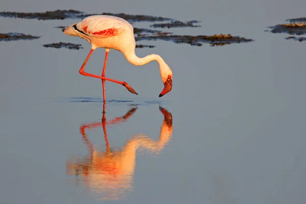 Lesser Flamingo Phoenicopterus Minor Foraging Shallow Water South Africa — Stock Photo, Image