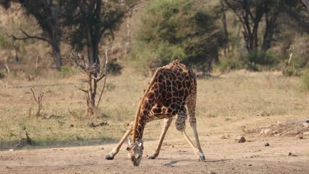 Giraff Giraffa Camelopardalis Som Dricker Vid Ett Vattenhål Med Oxspett — Stockvideo