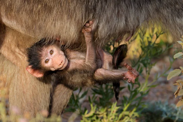 Babuíno Bebê Chacma Papio Ursinus Pendurado Sua Mãe Kruger National Fotos De Bancos De Imagens