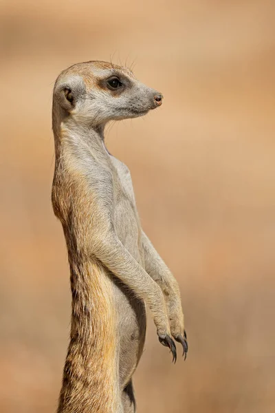 Retrato Alerta Meerkat Suricata Suricatta Guarda Deserto Kalahari África Sul Imagens De Bancos De Imagens Sem Royalties