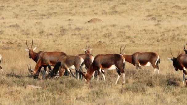 마운틴 얼룩말 남아프리카 공화국에서 자라는 Blesbok Antelopes Damaliscus Pygargus — 비디오