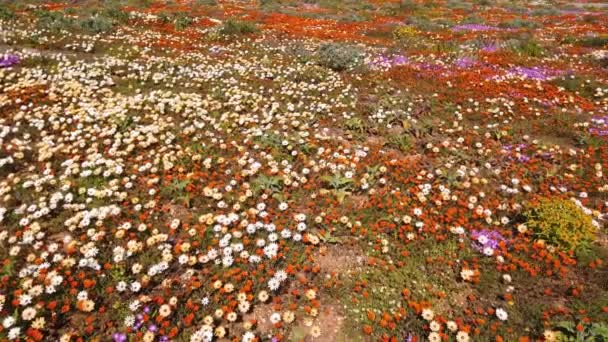 Kleurrijke Lente Bloeiende Wilde Bloemen Namaqualand Noord Kaap Zuid Afrika — Stockvideo