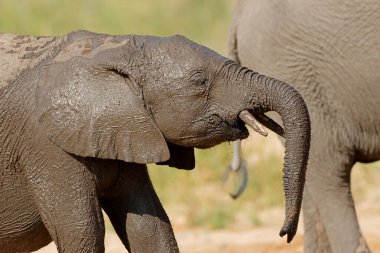 Genç bir Afrika filinin portresi (Loxodonta africana), Kruger Ulusal Parkı, Güney Afrika