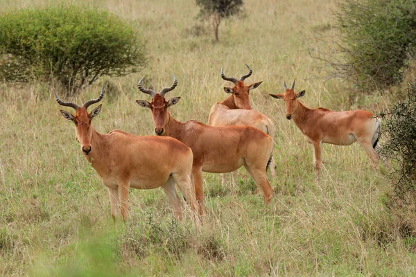 서식지 나이로비 케냐에서 코크스 Hartebeest Alcelaphus Buselaphus Cocii 로열티 프리 스톡 사진