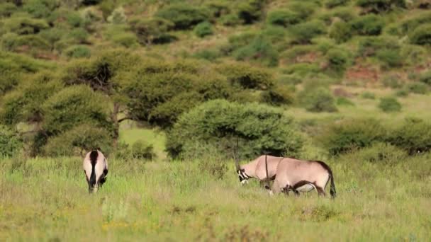 Antylopy Gemsbok Oryx Gazella Żywiące Się Siedliskiem Przyrodniczym Park Narodowy — Wideo stockowe