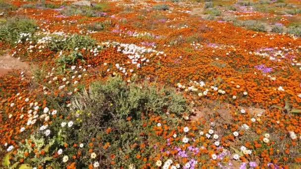 Πολύχρωμα Αγριολούλουδα Της Άνοιξης Namaqualand Northern Cape Νότια Αφρική — Αρχείο Βίντεο