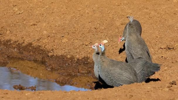 Helm Guineafowls Numida Meleagris Minum Sebuah Mata Air Afrika Selatan — Stok Video