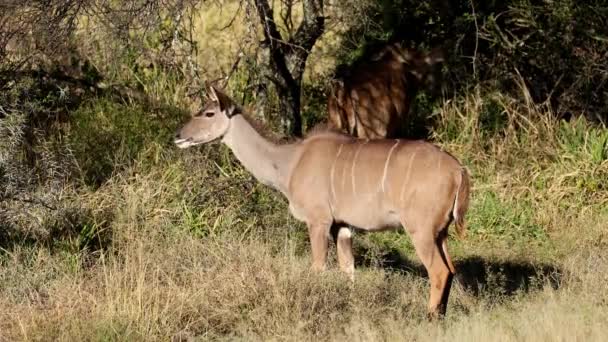 서식지 마운틴 얼룩말 국립공원 남아프리카 공화국에서 먹이를 먹이는 안텔로프 Tragelaphus — 비디오