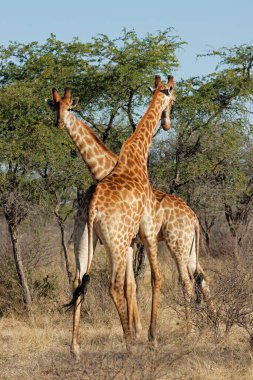 İki zürafa (Giraffa camelopardalis), Güney Afrika 'da doğal yaşam alanında durmaktadır.