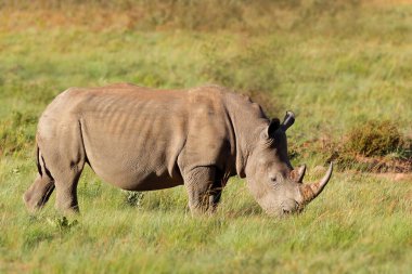 Doğal habitatta tehlike altındaki beyaz gergedan (Ceratotherium simum), Güney Afrika
