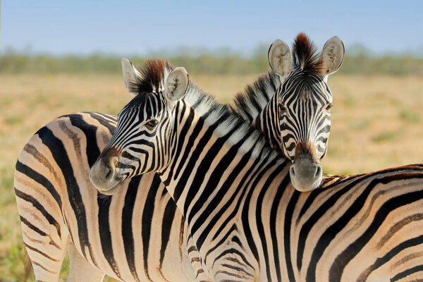 Portrait of two plains zebras (Equus burchelli), Etosha National Park, Namibia