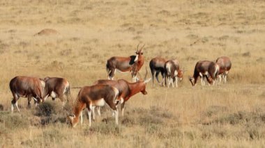 Kutsanmış antilop sürüsü (Damaliscus pygargus) otlakta otluyor, Zebra Dağı Ulusal Parkı, Güney Afrika