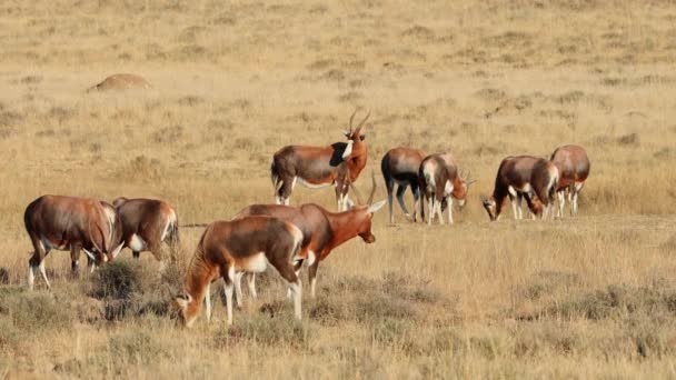 Herd Van Blesbok Antilopen Damaliscus Pygargus Grazen Grasland Mountain Zebra — Stockvideo