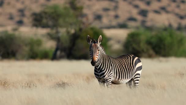 開けた草原に佇むケープ マウンテン ゼブラ Equus Zebra 南アフリカ共和国マウンテン ゼブラ国立公園 — ストック動画