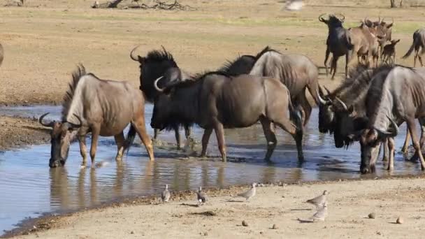 Herd Van Blauwe Gnoes Connochaetes Taurinus Drinkwater Kalahari Woestijn Zuid — Stockvideo