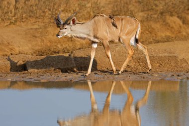 Genç erkek antilop (Tragelaphus strepsiceros) Kruger Ulusal Parkı 'ndaki bir su birikintisinde.