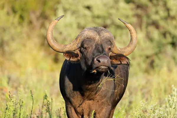 非洲人或非洲水牛 产黑奴 莫卡拉国家公园 南非的肖像 — 图库照片
