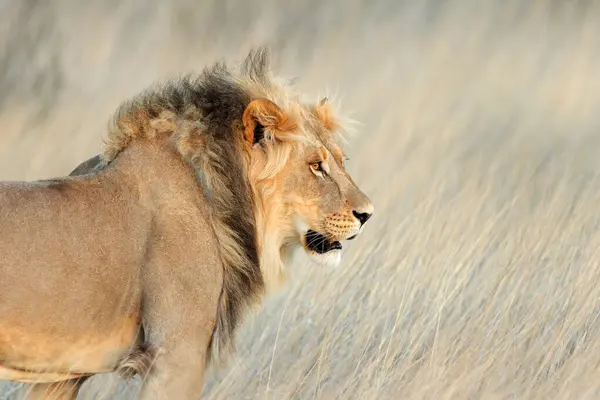Портрет Великого Африканського Лева Panthera Leo Пустелі Калахарі Пар Стокове Зображення