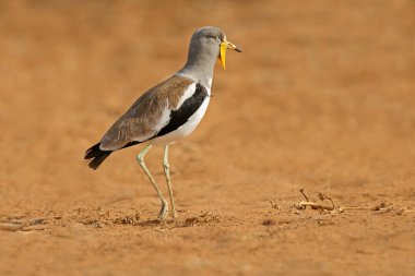 Doğal habitat, Kruger Ulusal Parkı, Güney Afrika 'da beyaz taçlı laparotomi (Vanellus albiceps)