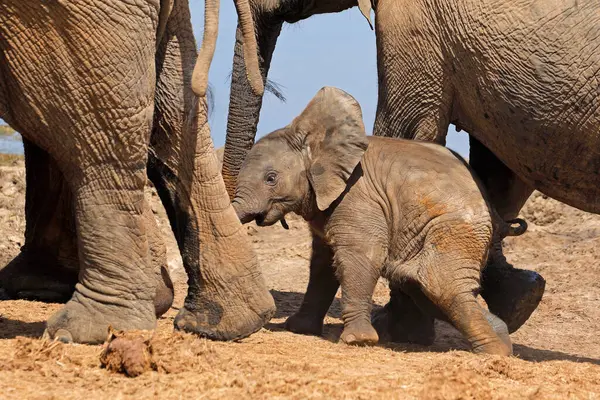귀여운 아프리카 코끼리 Loxodonta 코끼리 공화국 스톡 이미지